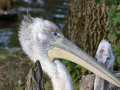 ZOO-Viden 24 srpen 2014 750.JPG